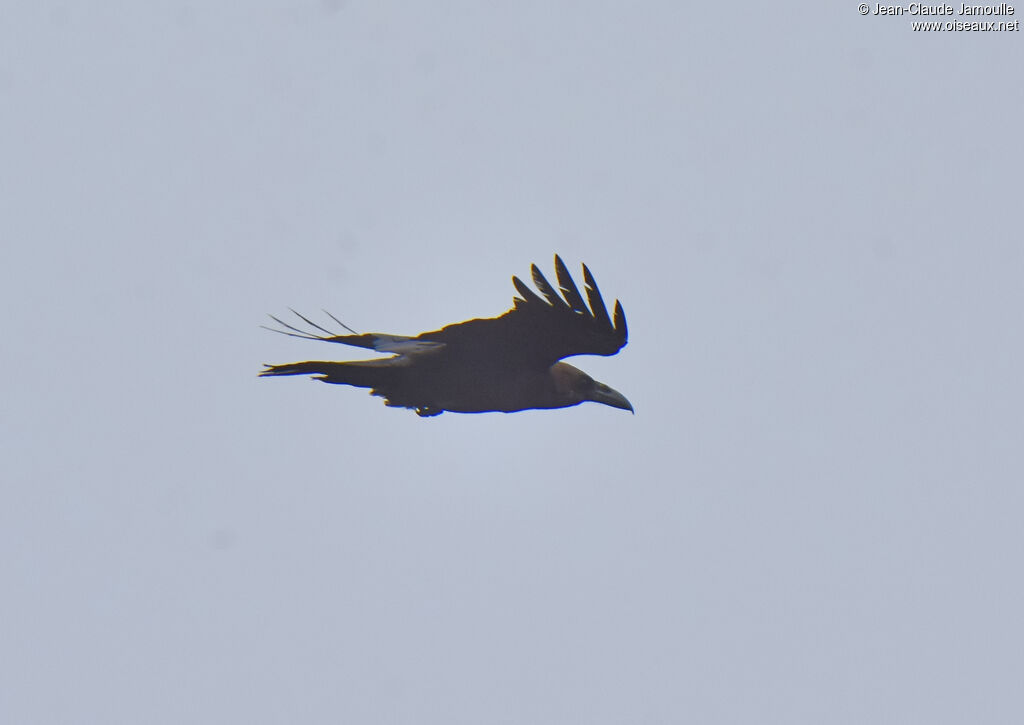 Brown-necked Raven