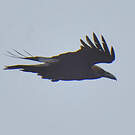 Corbeau brun