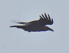 Brown-necked Raven