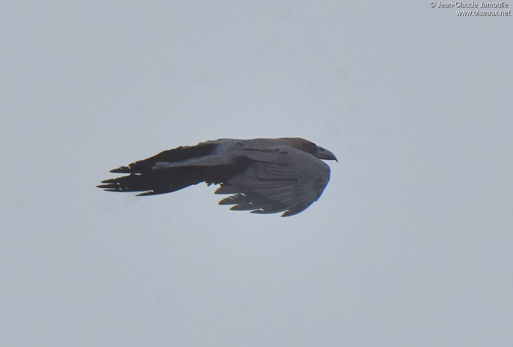 Brown-necked Raven