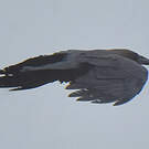 Corbeau brun