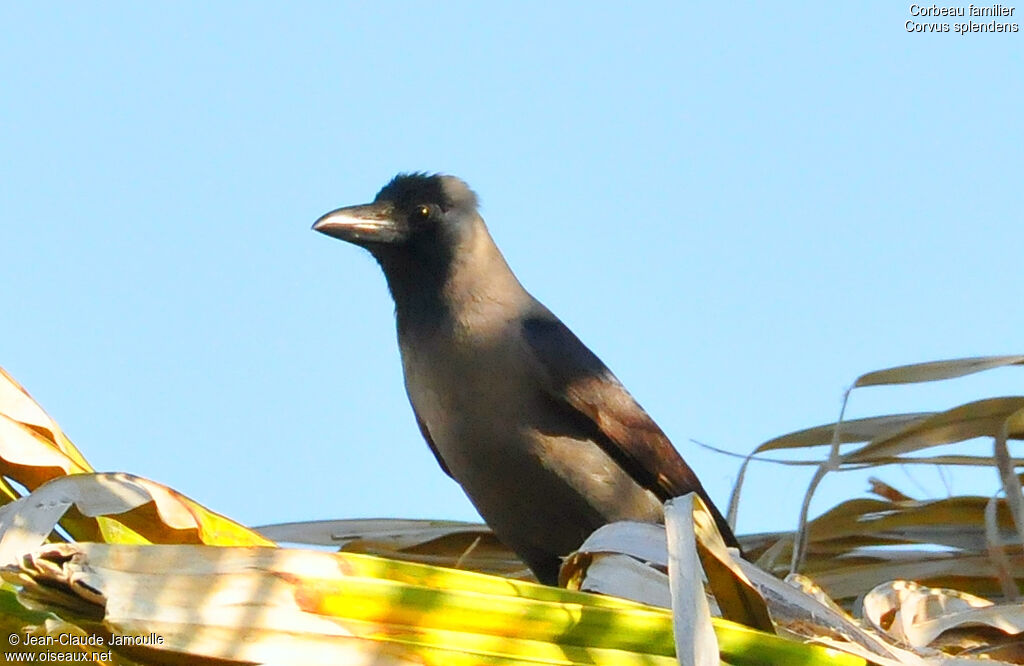 Corbeau familier, identification