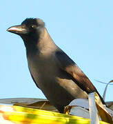 House Crow