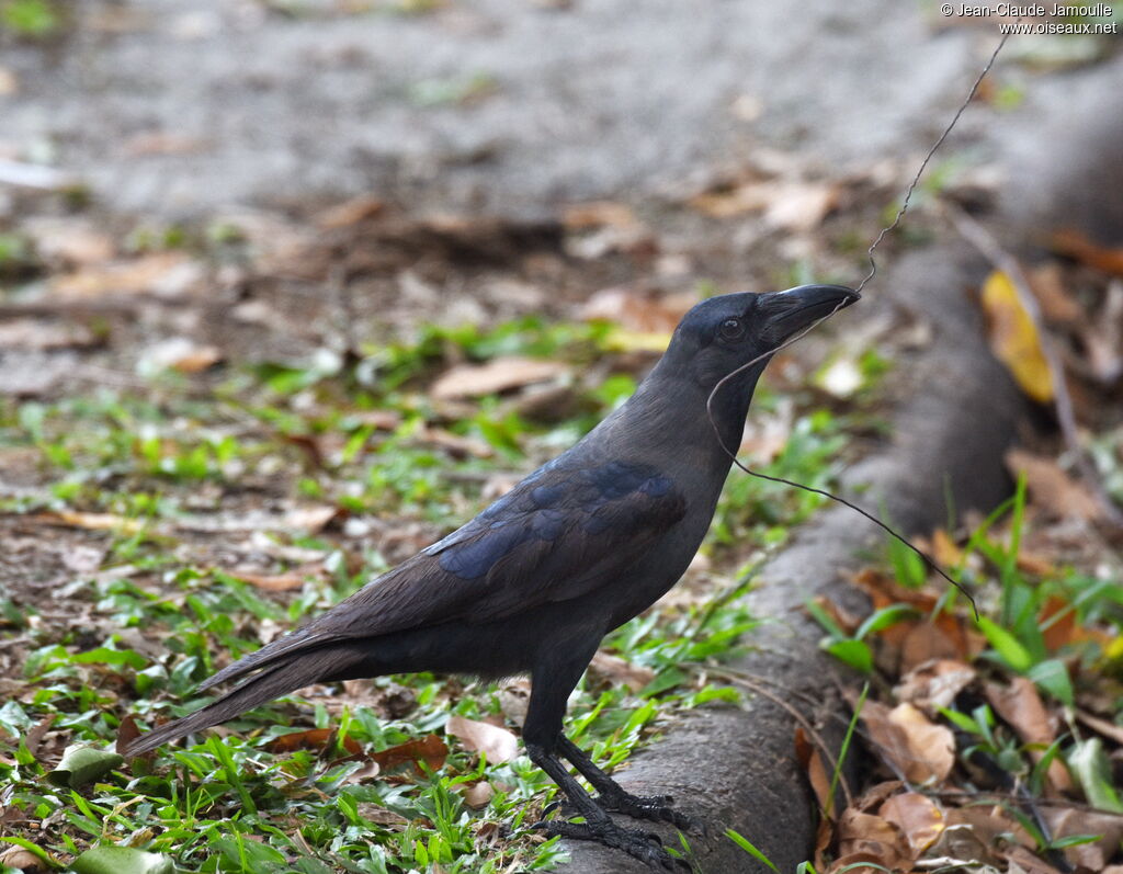 Corbeau familier, Nidification