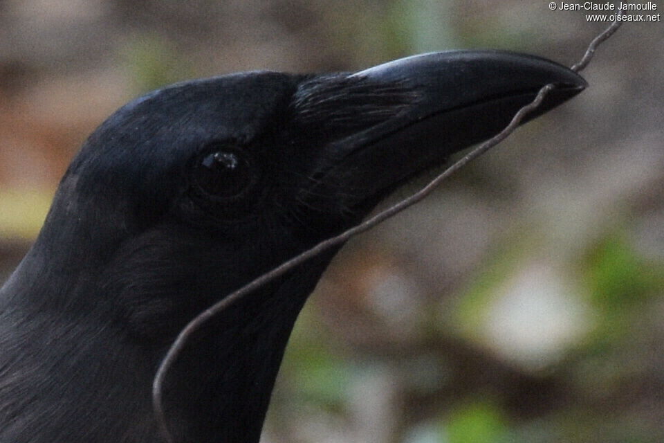 Corbeau familier, Nidification