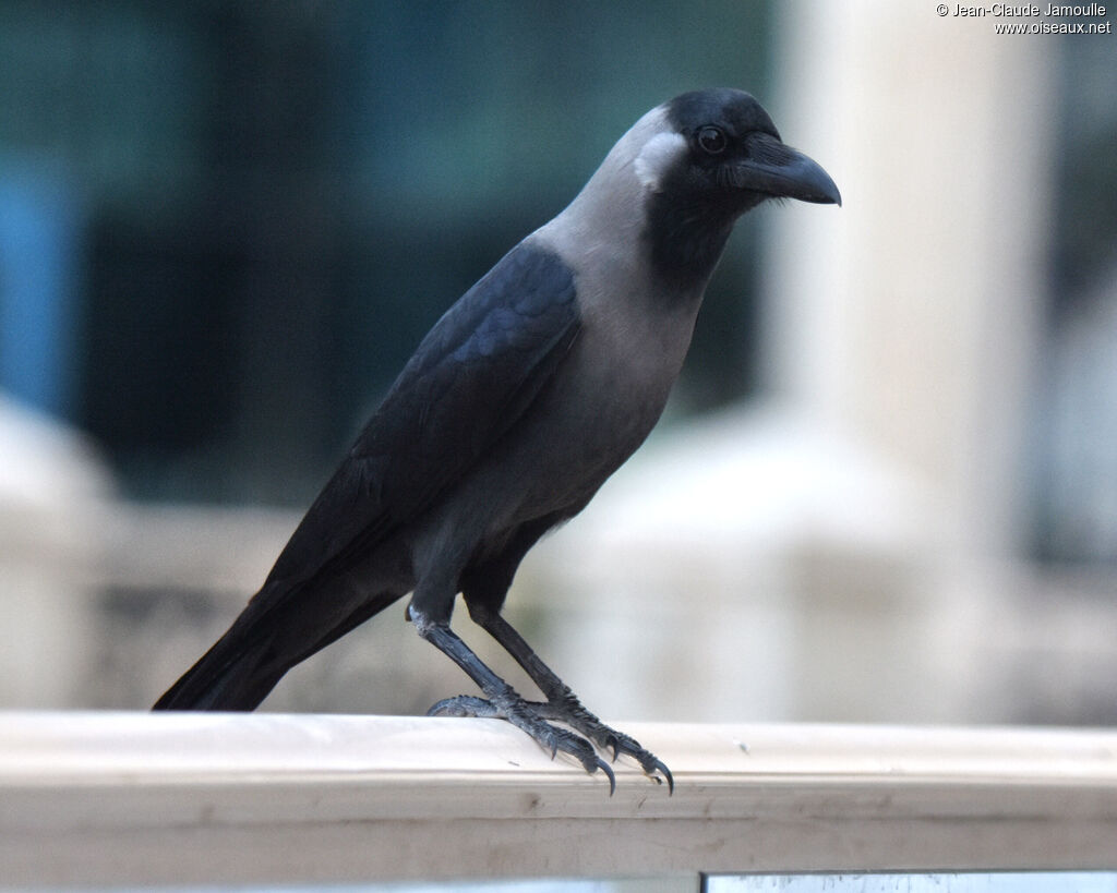 House Crow