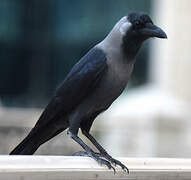 House Crow