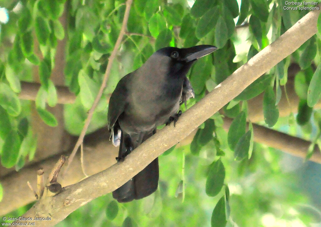 Corbeau familier