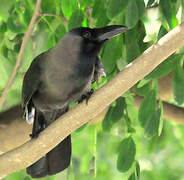 House Crow