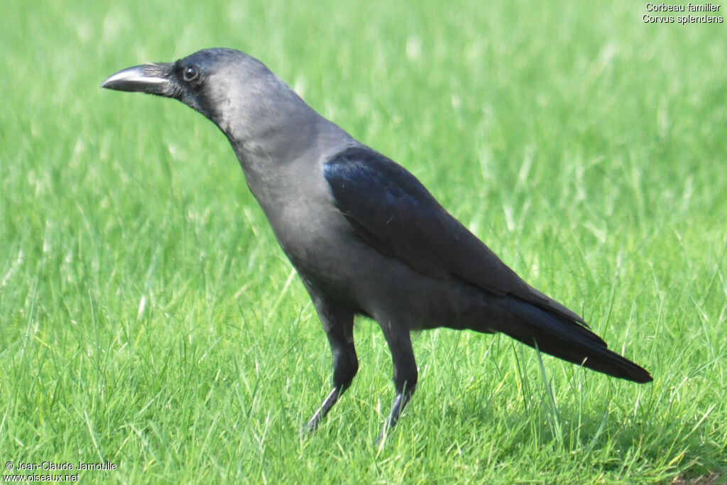 House Crow