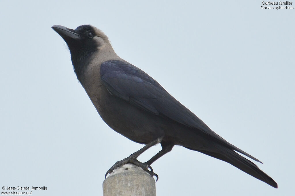 Corbeau familier, Comportement