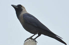 House Crow