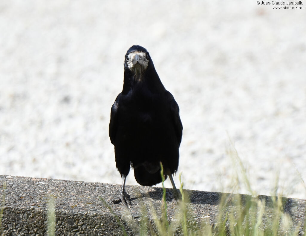 Corbeau freux