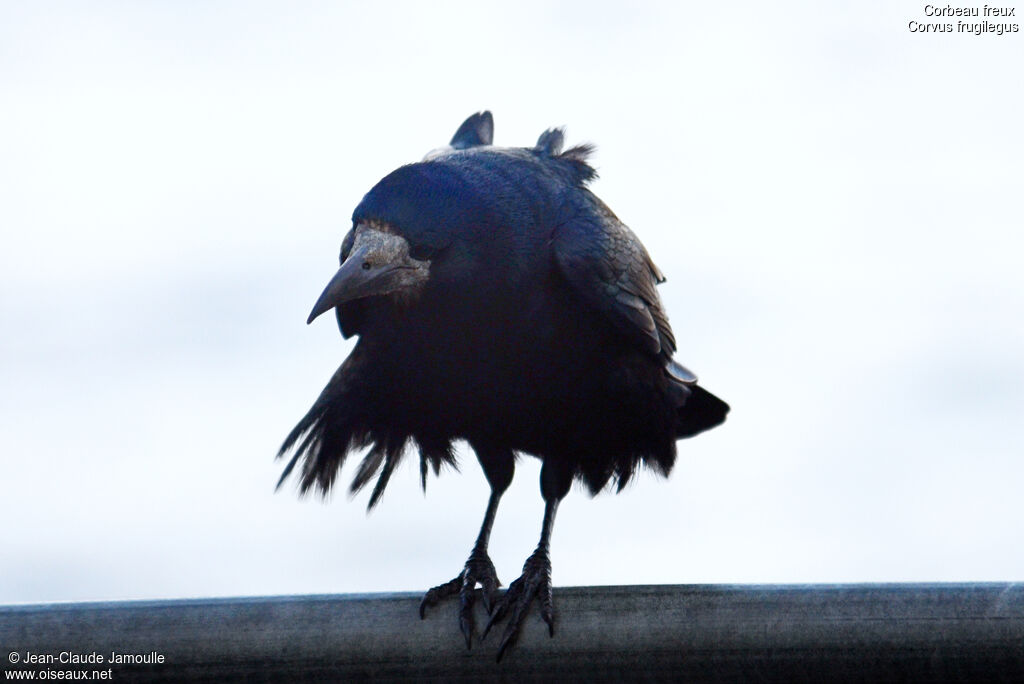 Rookadult, Flight, Behaviour