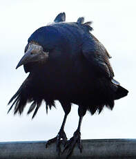 Corbeau freux