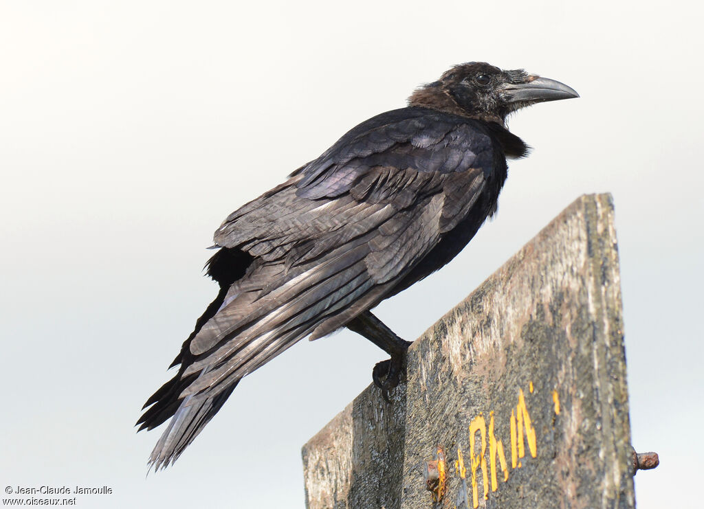 Corbeau freuximmature