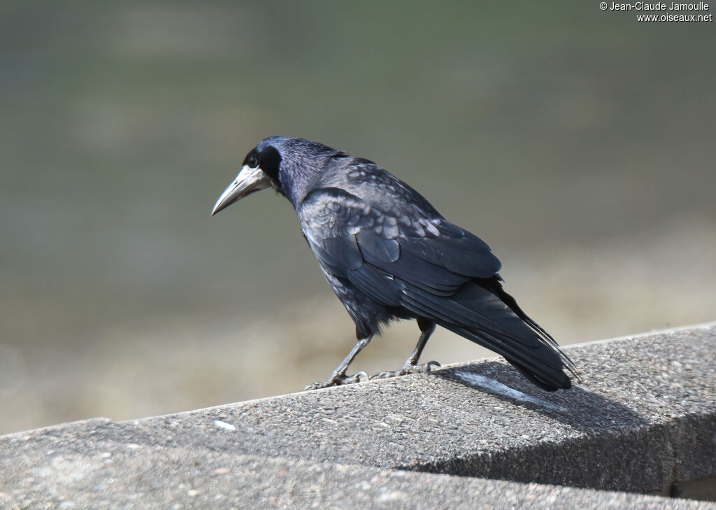 Corbeau freux