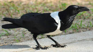 Pied Crow