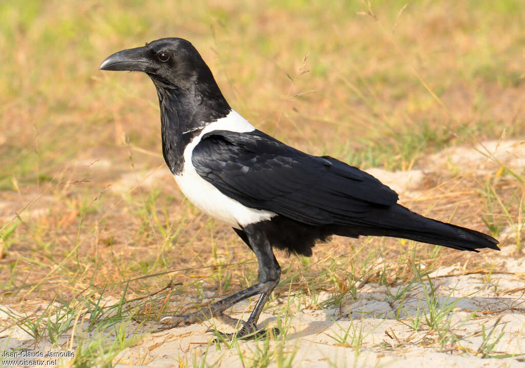 Pied Crowadult, identification