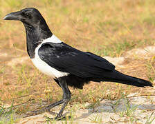 Pied Crow