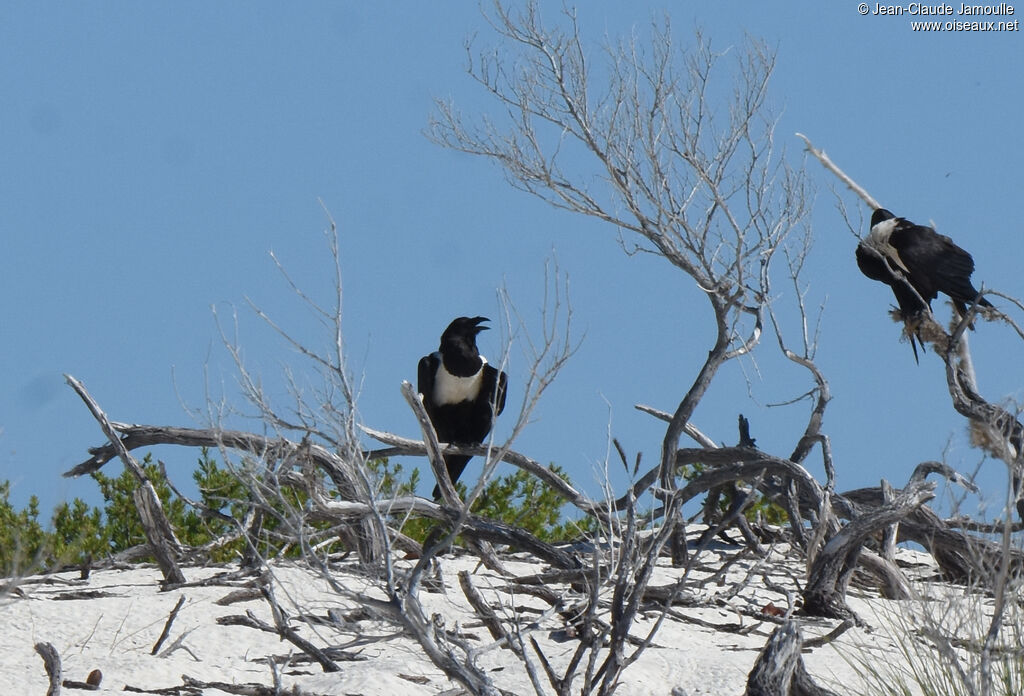 Pied Crow