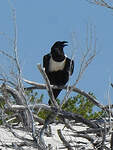 Corbeau pie