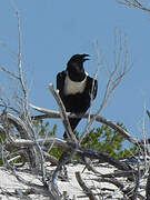 Corbeau pie