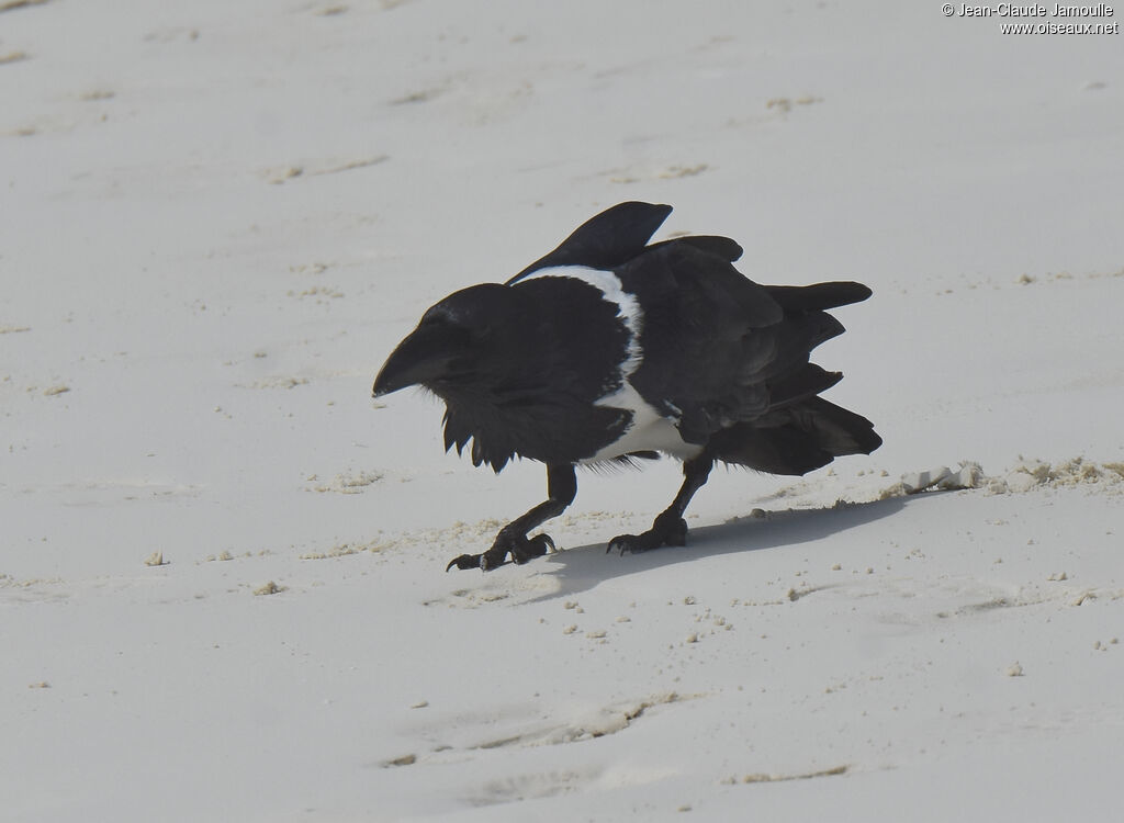 Pied Crow