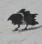 Pied Crow