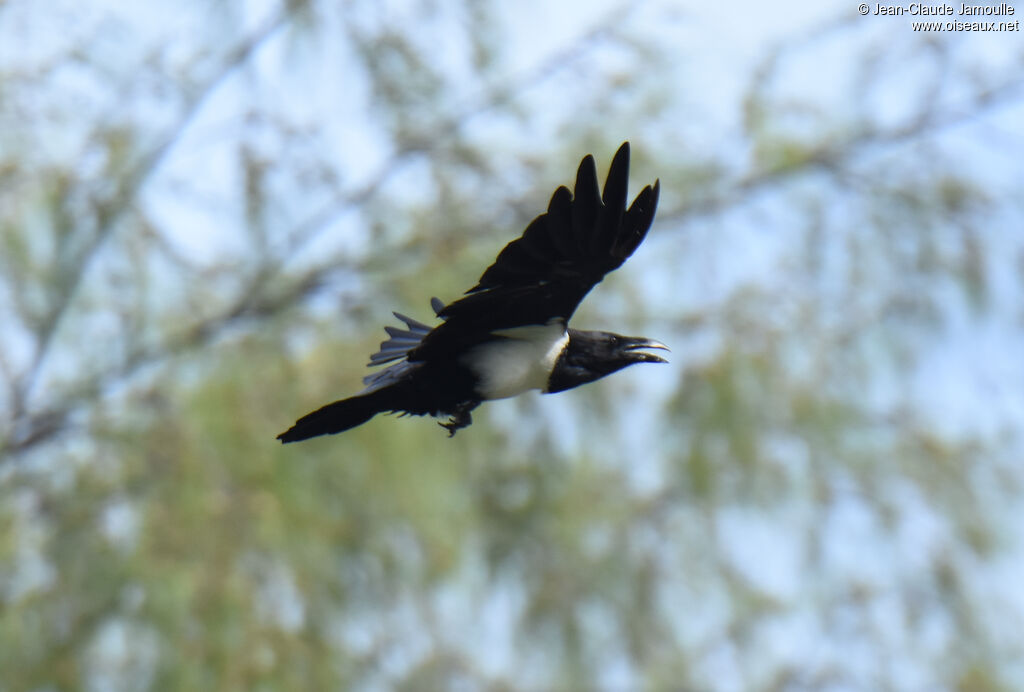 Corbeau pie