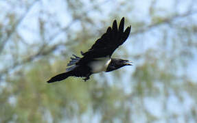 Pied Crow