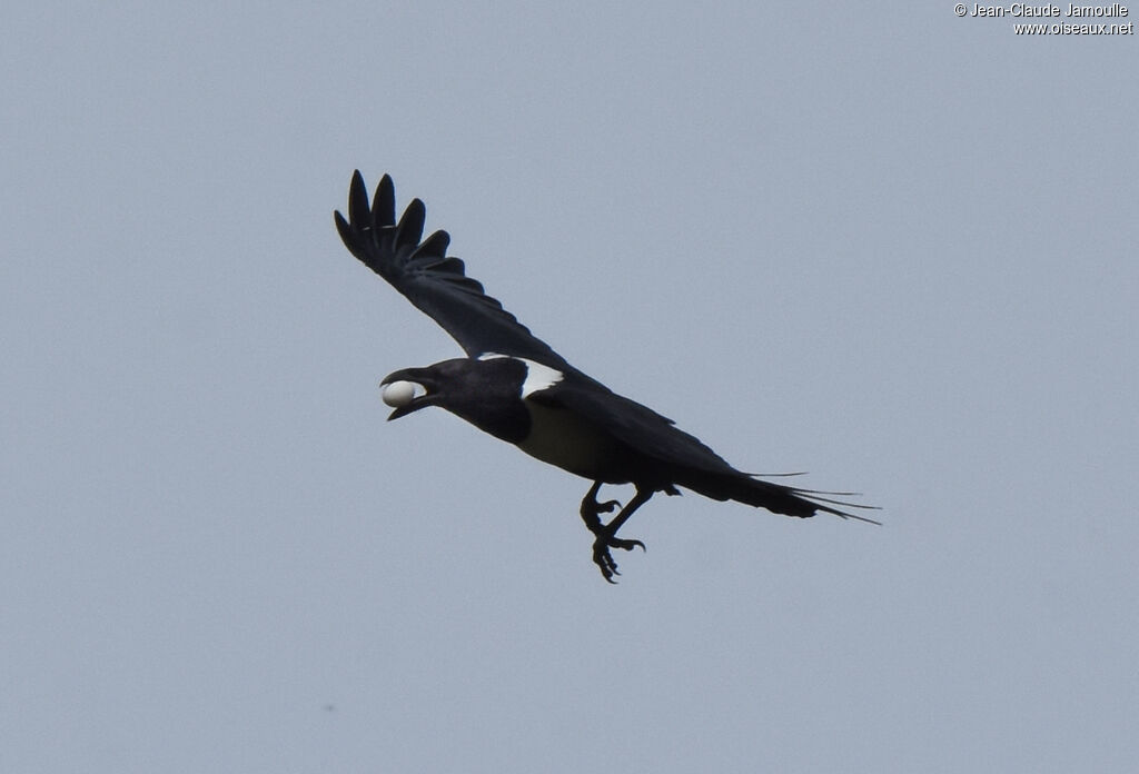 Pied Crow