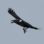 Pied Crow