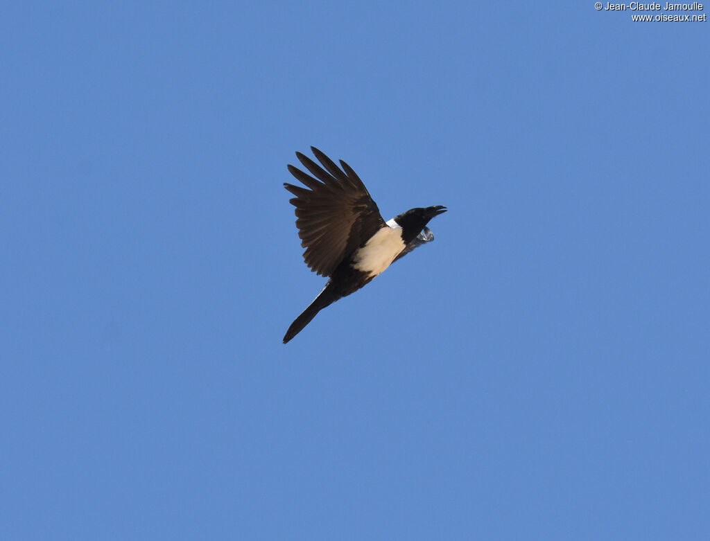 Pied Crowadult, Flight