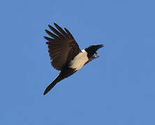 Pied Crow