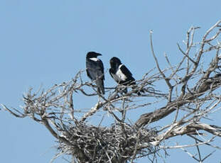Corbeau pie
