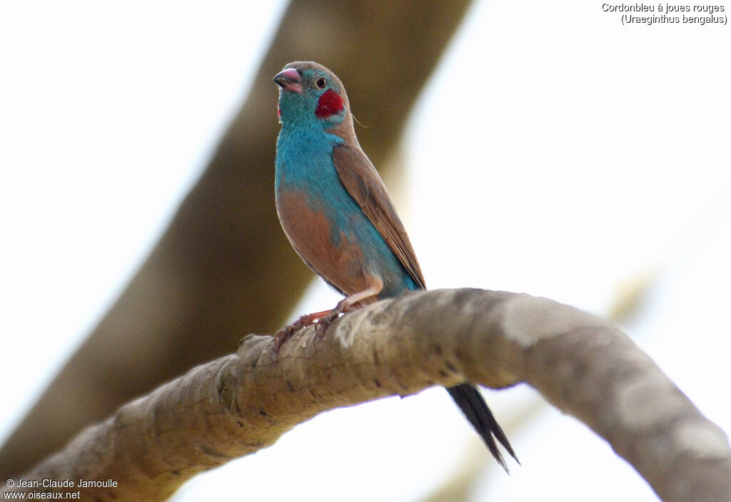 Cordonbleu à joues rouges