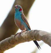 Red-cheeked Cordon-bleu