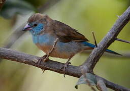 Red-cheeked Cordon-bleu