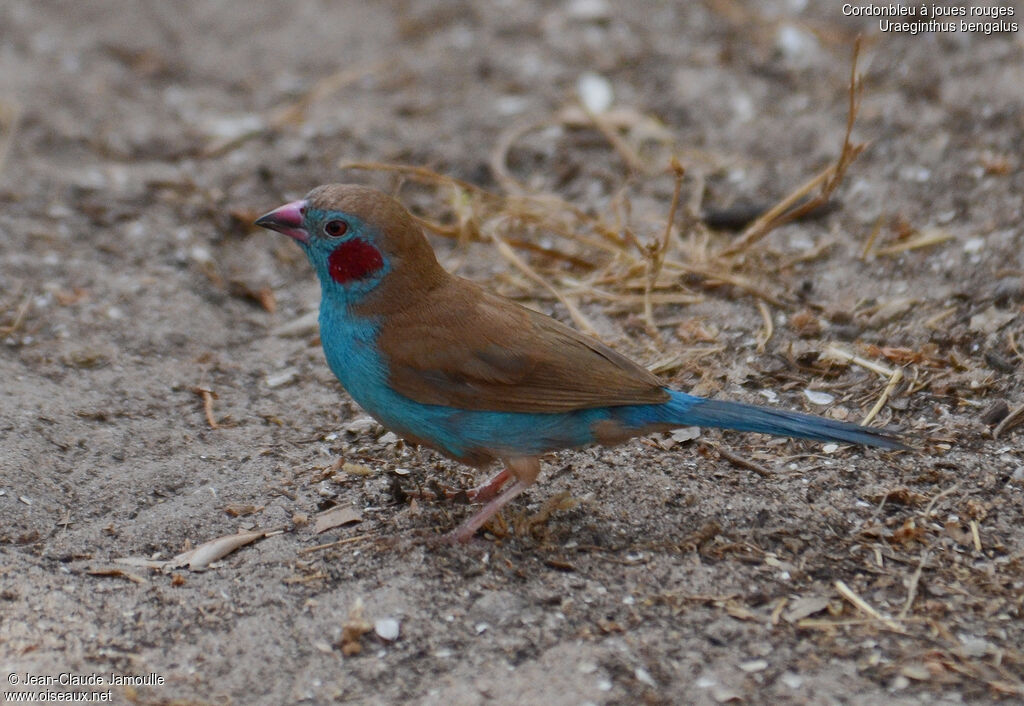 Cordonbleu à joues rouges mâle adulte, identification