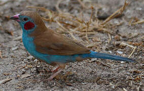 Red-cheeked Cordon-bleu