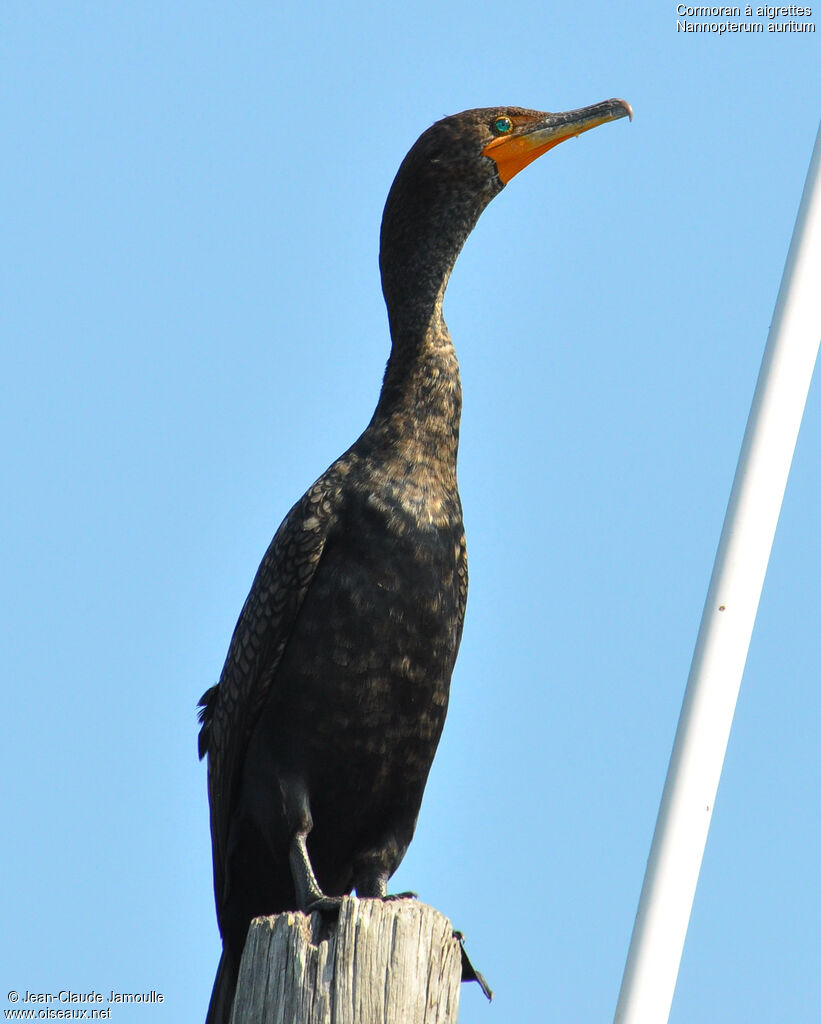 Cormoran à aigrettes