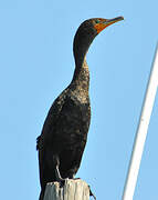 Double-crested Cormorant