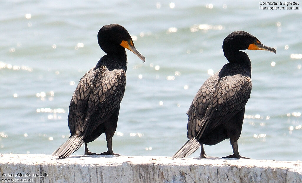 Cormoran à aigrettes