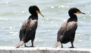 Cormoran à aigrettes