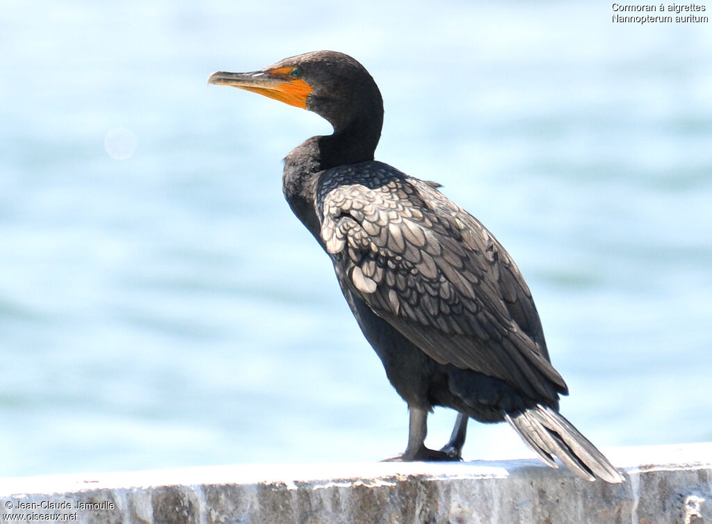 Cormoran à aigrettes