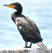 Cormoran à aigrettes