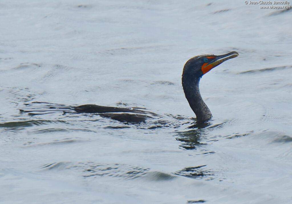 Cormoran à aigrettesadulte, pêche/chasse