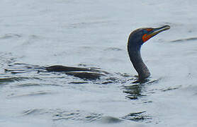 Cormoran à aigrettes