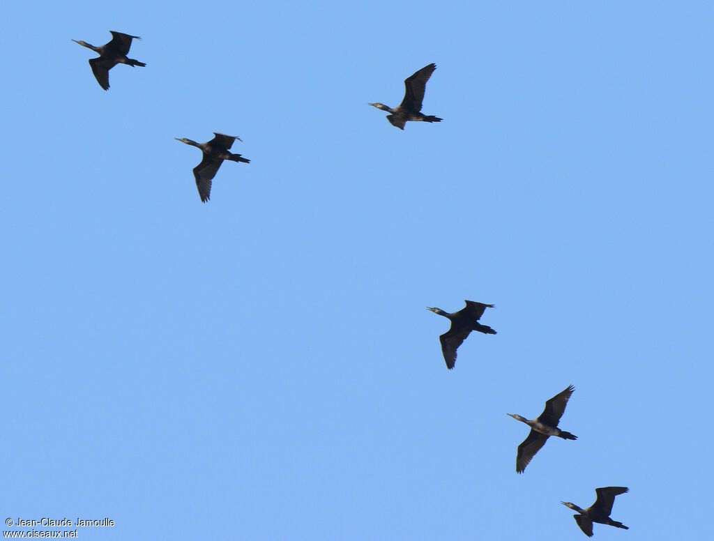 Cormoran à cou brun, Vol